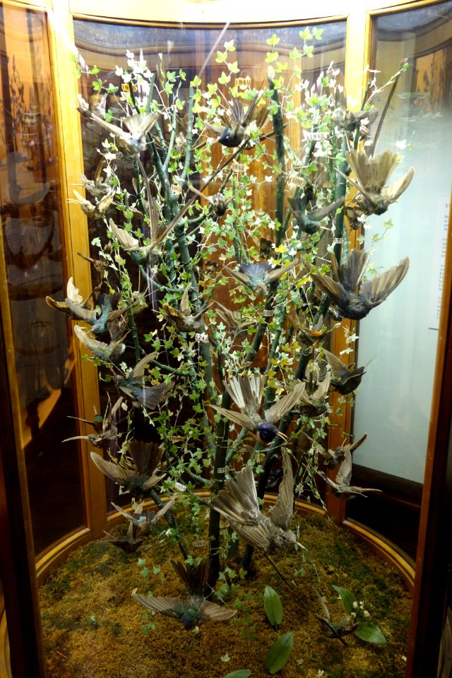 Bird tree, hummingbirds of central and south America - Fairbanks Museum and Planetarium - DSC04394