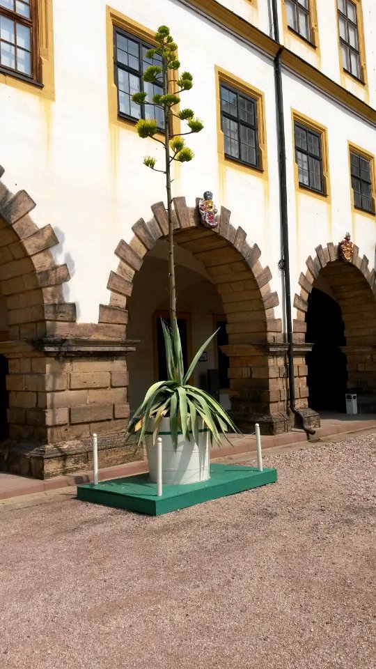 Blühende amerikanische Agave im Innenhof des Schlosses Friedenstein, Gotha 2