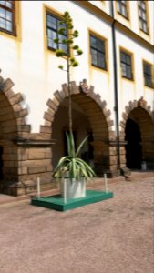 Blühende amerikanische Agave im Innenhof des Schlosses Friedenstein, Gotha 2