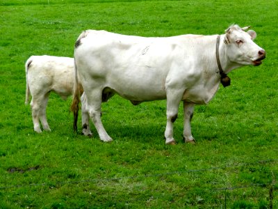 Blonde d'Aquitaine koe met kalf