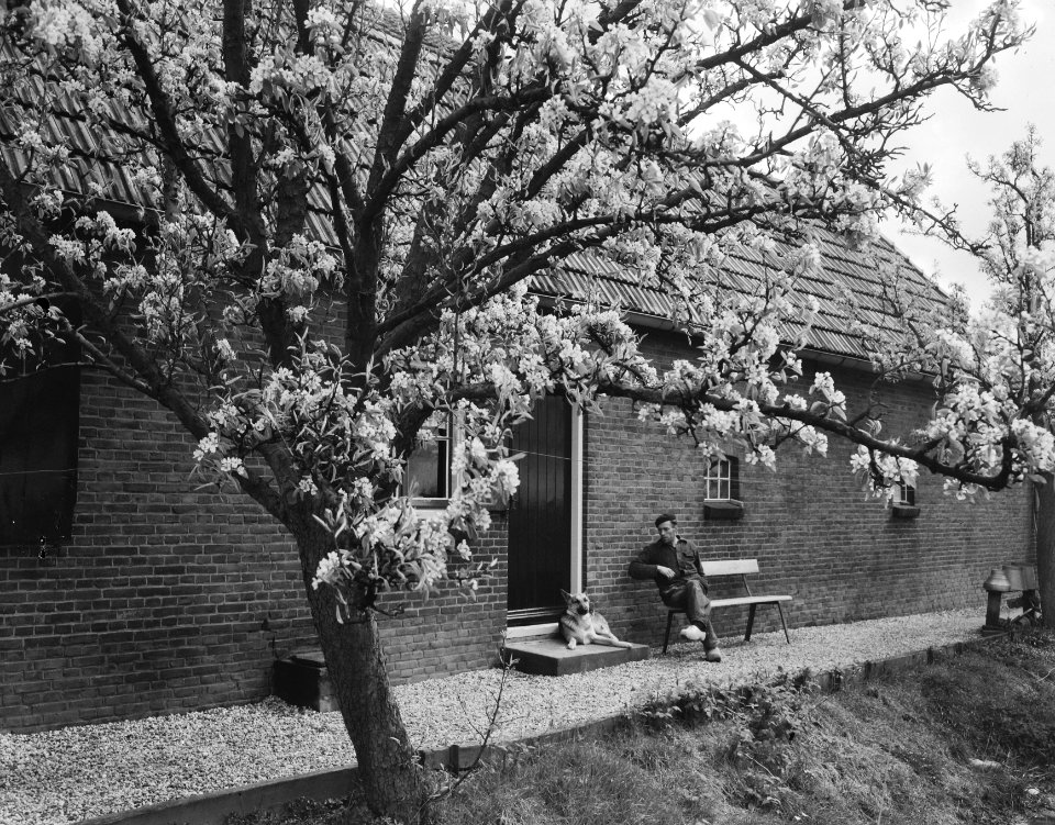 Bloesems in de Betuwe aangetast, Bestanddeelnr 908-5031