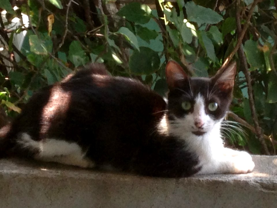 Black and withe cat