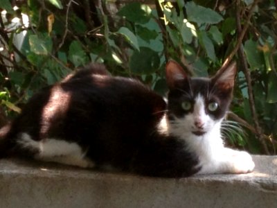 Black and withe cat