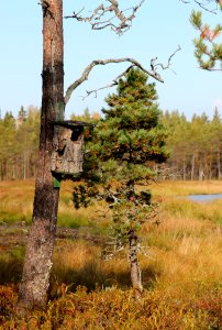 Birdhouse Ahmasjärvi Oulu 20130915