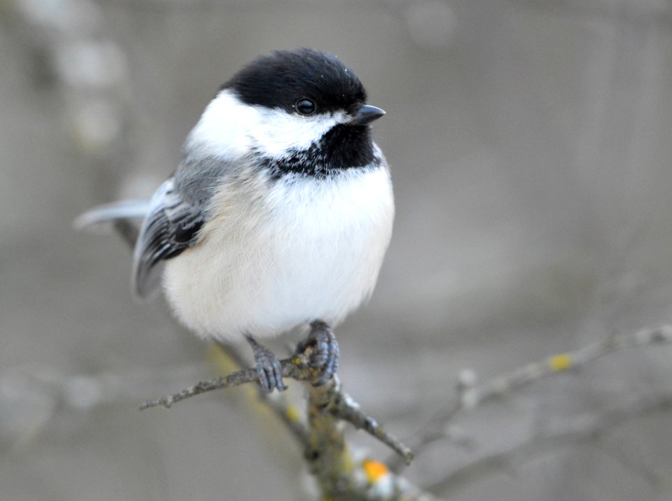 Black Capped Chickadee (196300131)