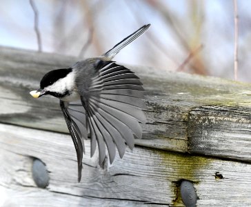 Black Capped Chickadee (200577697) photo