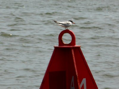 Bird-in-new-york-city-2