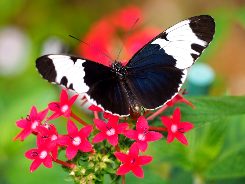 Black and white butterfly on red flowers