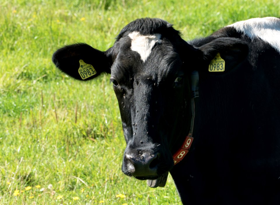 Black and white cow at Brodalen