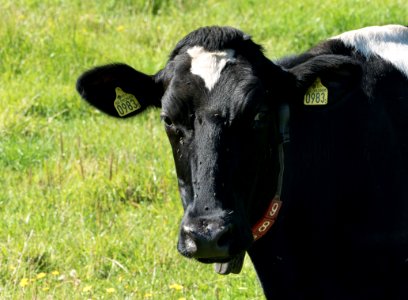 Black and white cow at Brodalen
