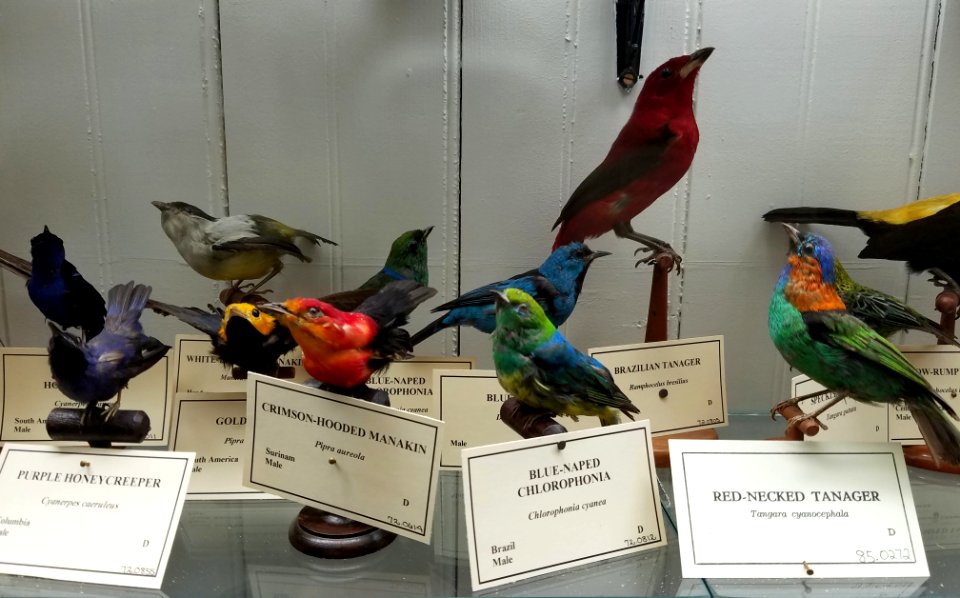 Birds (various) - Pember Library and Museum - Granville, New York - 20180224 142420
