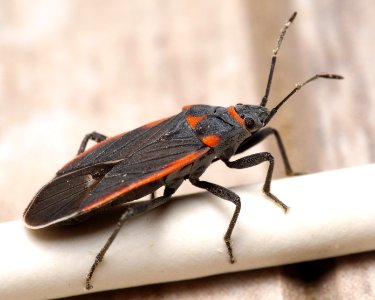Black and red seed bug Melacoryphus lateralis Kern County 2016-06-01