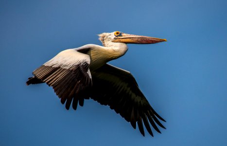 Birds At Chennai (181959817) photo