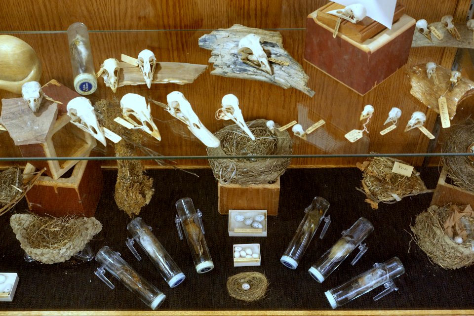 Bird skulls and nests, and birds in tubes - Mount Angel Abbey Museum - Mount Angel Abbey - Mount Angel, Oregon - DSC00030