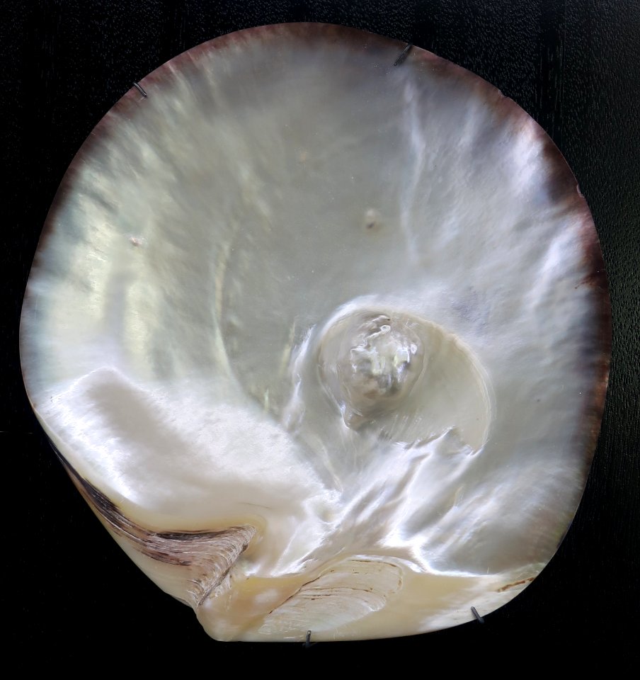 Black lipped oyster with natural pearl, Robert Wan Pearl Museum