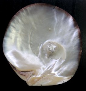 Black lipped oyster with natural pearl, Robert Wan Pearl Museum photo
