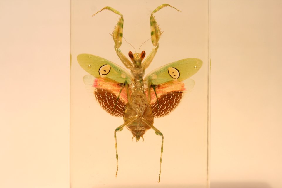 Blütenmantis Bauch