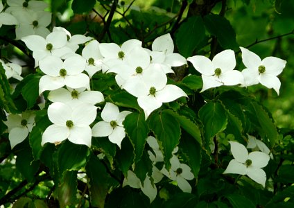 Blüten-Hartriegel Passau