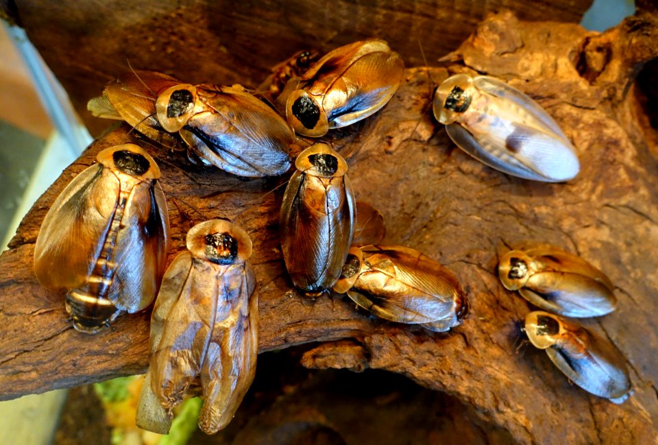 Blaberus spp. - Insect Zoo - San Francisco Zoo - San Francisco, CA - DSC03486