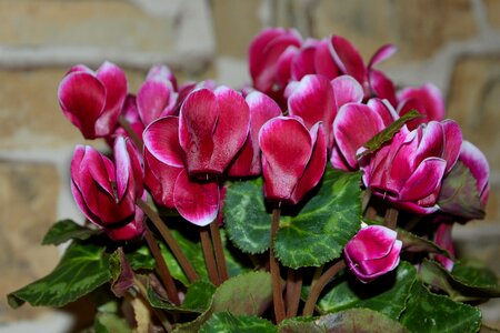 Ornamental plant blossom bloom