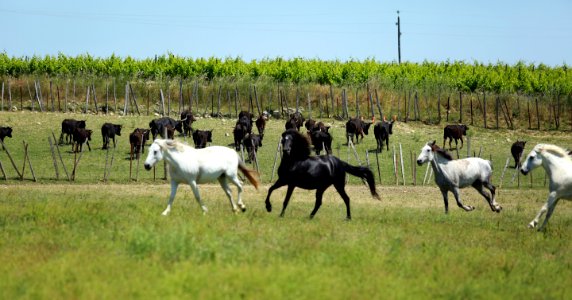 Black and White horses