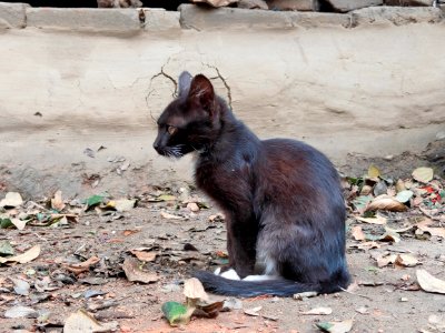 Black Kitten ( giving camera pose)