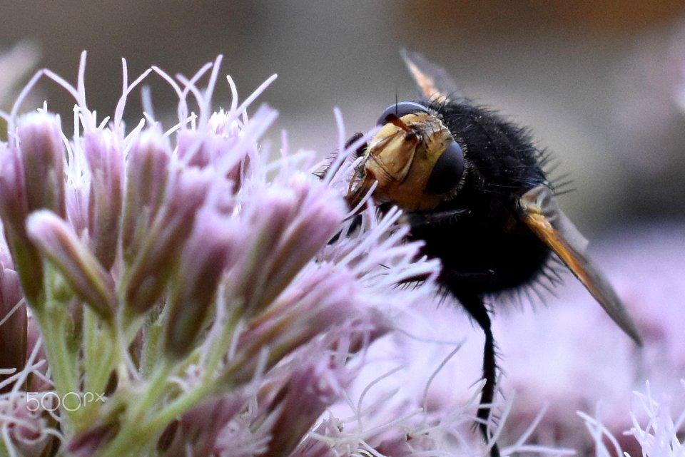 Black Bee (164643733)