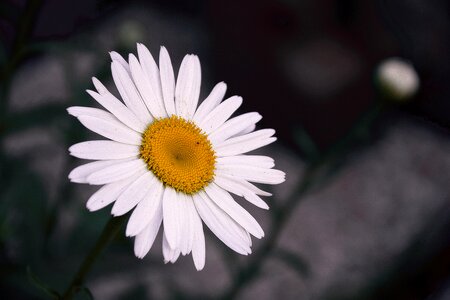 Margheritone white margheritone white daisy