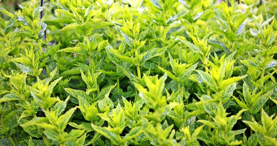 Herbal plant medicinal herbs aroma photo