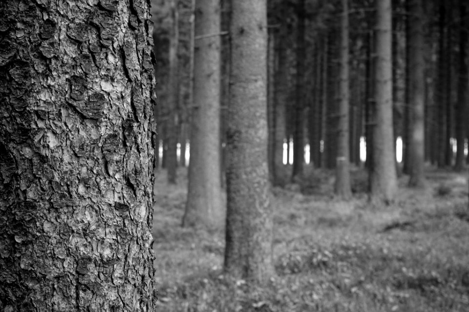 Black And White Forest (128929829)