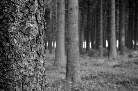 Black And White Forest (128929829)