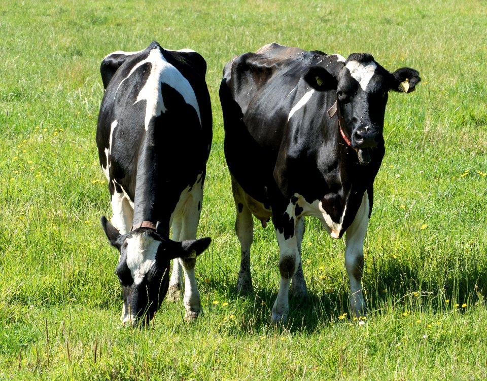 Black and white cows at Brodalen
