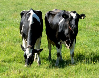 Black and white cows at Brodalen