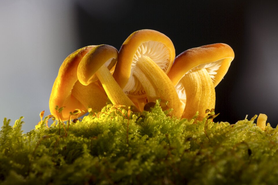 Forest moss close up