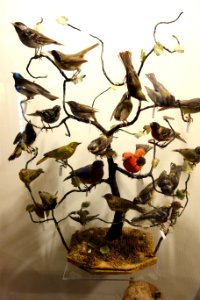 Bird tree - Fairbanks Museum and Planetarium - DSC04399