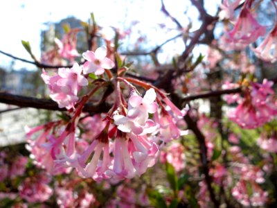Blüten an einem Busch