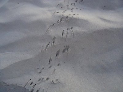 Bird tracks in sand at Wildwood New Jersey