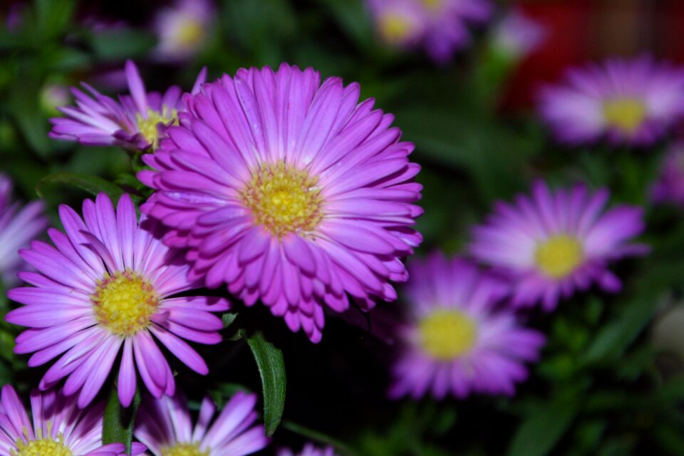 Ornamental plant garden flowers