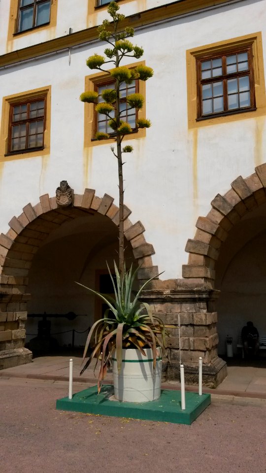 Blühende amerikanische Agave im Innenhof des Schlosses Friedenstein, Gotha 1