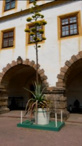 Blühende amerikanische Agave im Innenhof des Schlosses Friedenstein, Gotha 1