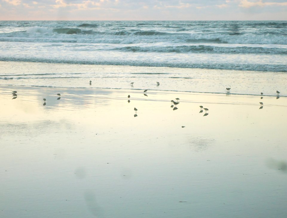 Birds playing early morning on sand near Atlantic Ocean