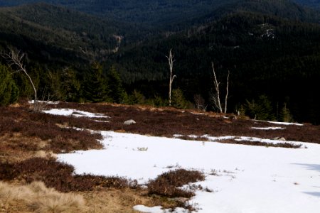 Black Forest from Kleine Grinde 2020-03-14 01