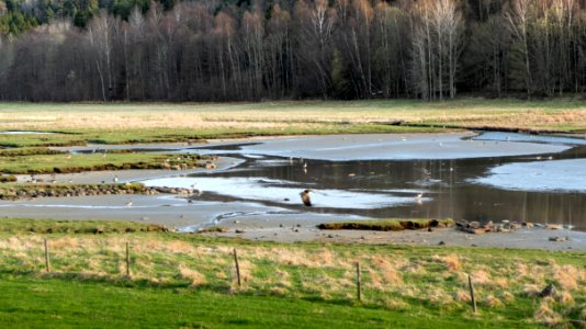 Birds in Norrkila mudflats