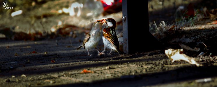 Birds Kissing (223361893)