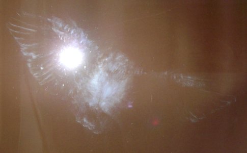 Bird strike2