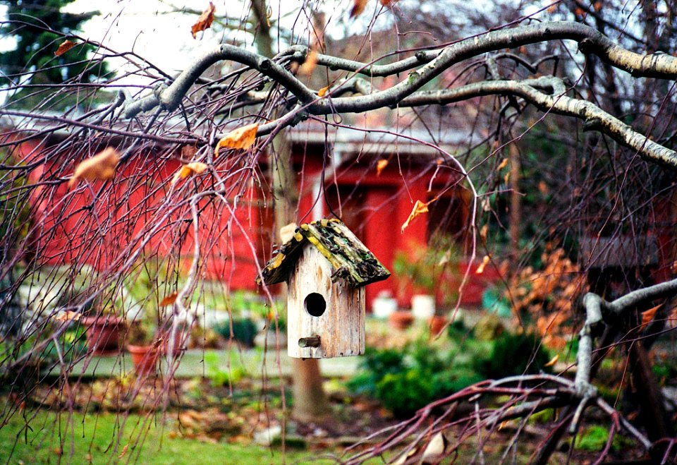 Birdfeeder (241460537)