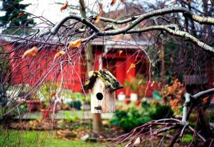 Birdfeeder (241460537) photo