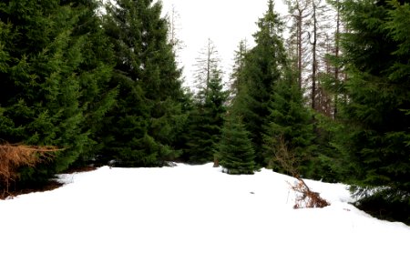 Black Forest National Park Baiersbronn 2020-03-11 09