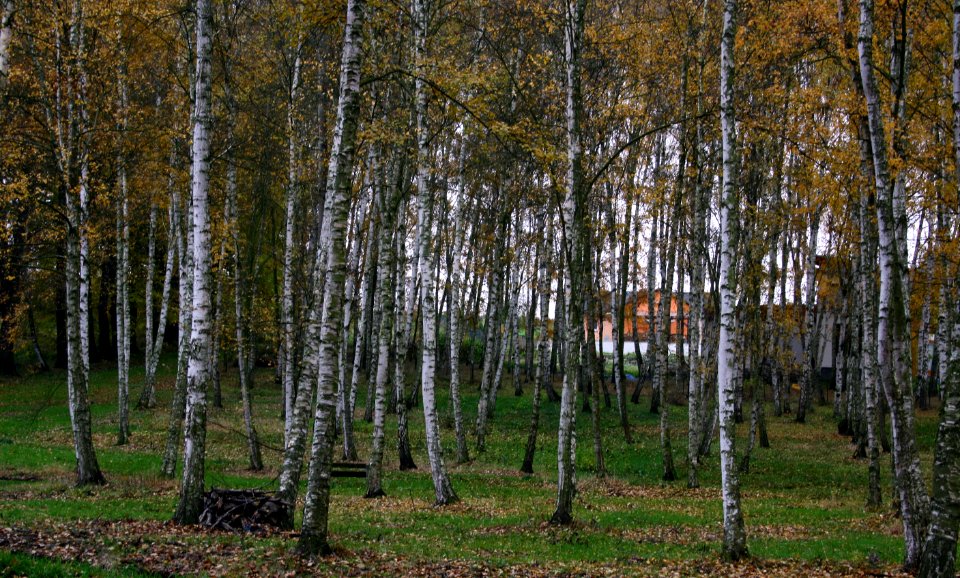 Birkenwald in Franzensbad