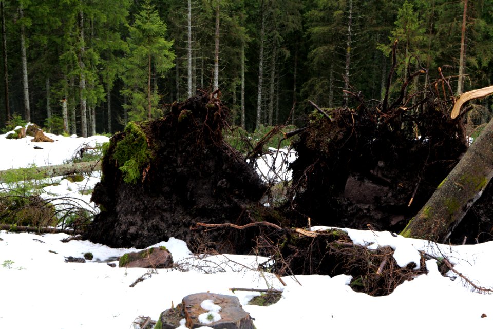 Black Forest National Park Baiersbronn 2020-03-11 03
